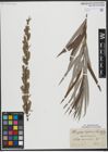 Foto von Salix viminalis L.